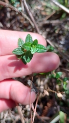 Brachyotum strigosum