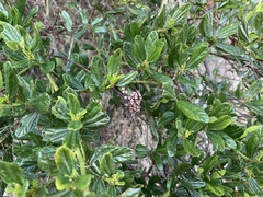 Ceanothus thyrsiflorus thyrsiflorus