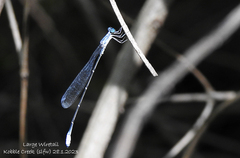 Labidiosticta vallisi