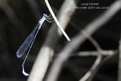 Labidiosticta vallisi