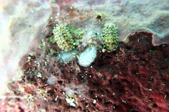 Stenoplax petaloides