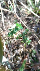 Brachyotum strigosum