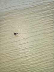 Cratomus