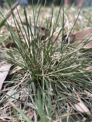 Nardus stricta
