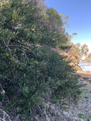 Ceanothus thyrsiflorus thyrsiflorus
