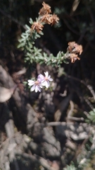 Linochilus phylicoides