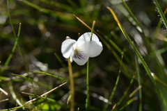Viola cunninghamii
