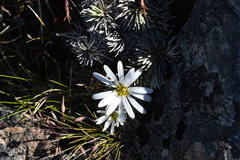 Celmisia sessiliflora