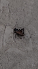 Gryllus fulvipennis