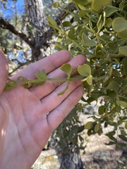 Phoradendron villosum