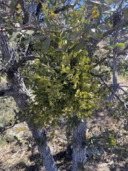 Phoradendron villosum