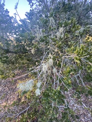 Ramalina leptocarpha