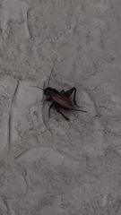 Gryllus fulvipennis