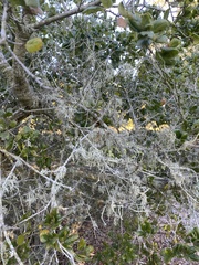 Ramalina leptocarpha