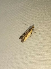 Dichomeris inserrata