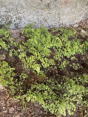 Adiantum poiretii
