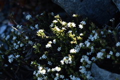 Veronica tetrasticha