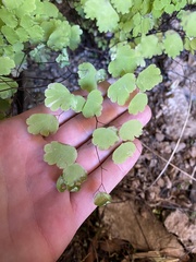 Adiantum poiretii