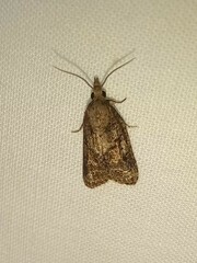 Platynota idaeusalis