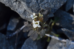 Notothlaspi rosulatum