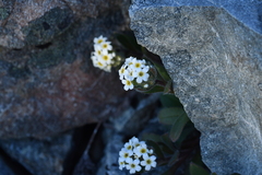Myosotis traversii cantabrica
