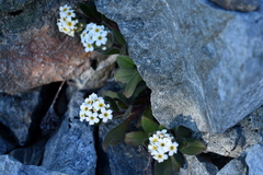 Myosotis traversii cantabrica