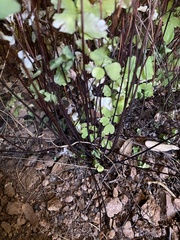 Adiantum poiretii