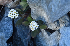 Myosotis traversii cantabrica