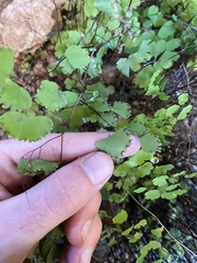 Adiantum poiretii