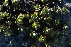 Veronica pinguifolia