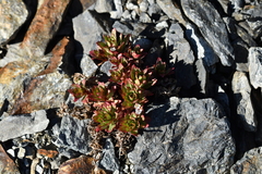 Epilobium pycnostachyum