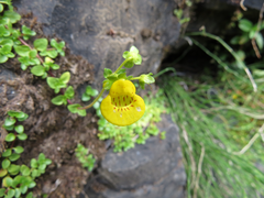 Calceolaria tenella