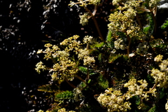 Anisotome flexuosa