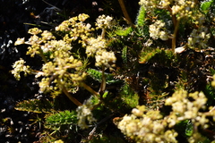 Anisotome flexuosa