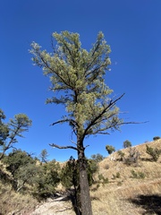 Pinus leiophylla