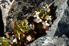 Epilobium pycnostachyum