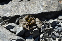 Notothlaspi rosulatum