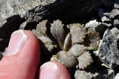 Notothlaspi rosulatum