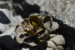 Notothlaspi rosulatum