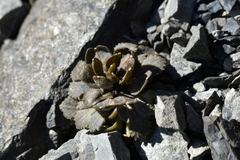 Notothlaspi rosulatum