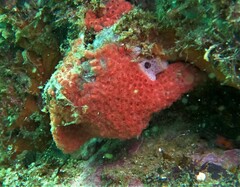 Metandrocarpa