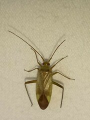 Adelphocoris lineolatus