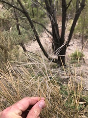 Austrostipa elegantissima