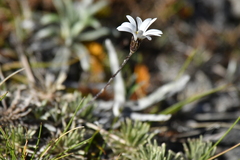 Celmisia laricifolia