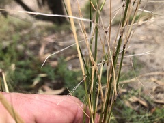 Austrostipa elegantissima