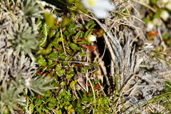 Gaultheria nubicola