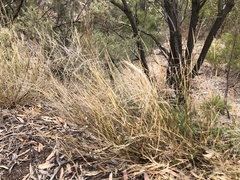 Austrostipa elegantissima