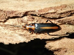 Oedemeridae