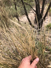 Austrostipa elegantissima