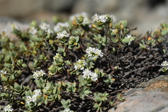 Veronica pinguifolia
